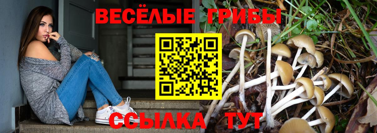 Псилоцибиновые грибы Psilocybe  Вход с VPN  Котлас  продажа наркотиков  Псилоцибиновые грибы Magic Shrooms 